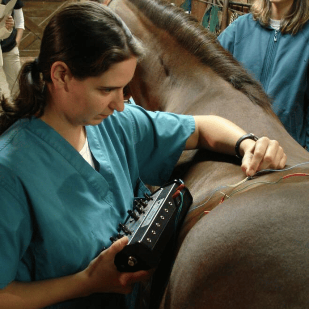 veterinarian checking horse health
