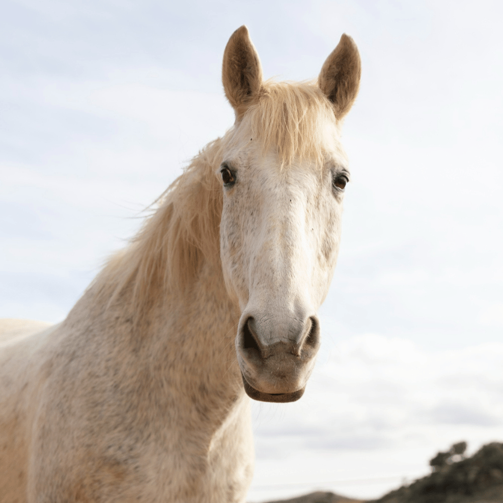 white horse closeup