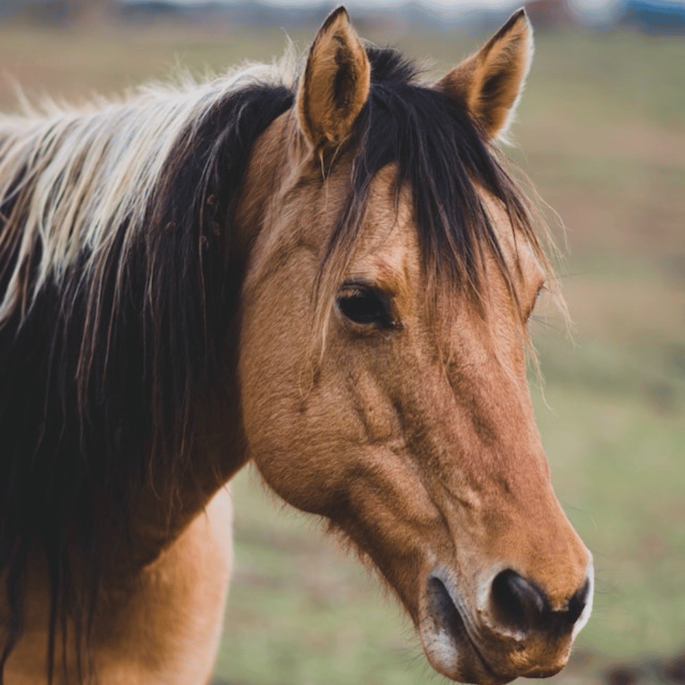 closeup of horse