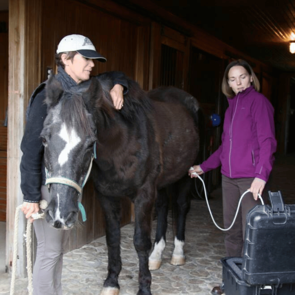 veterinarian checking horse health