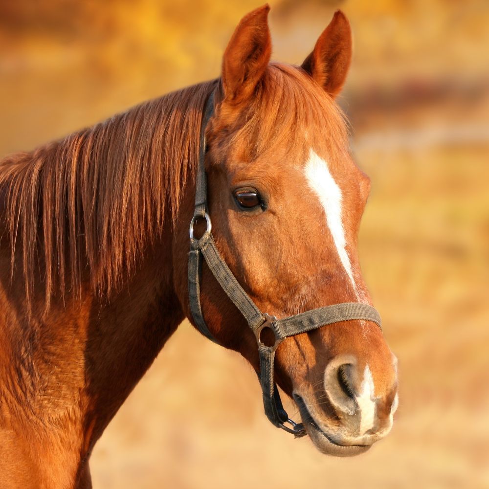 a brown horse with a white stripe on its head