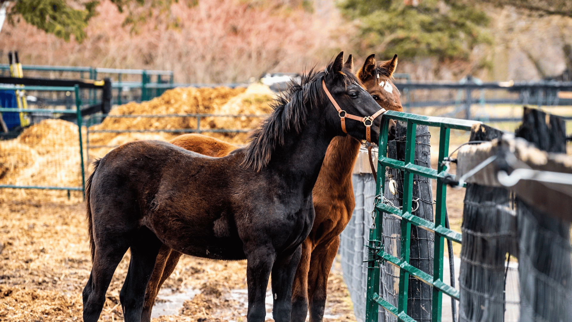 Endoscopy In Emmett, MI 48022 | Blue Water Equine Hospital