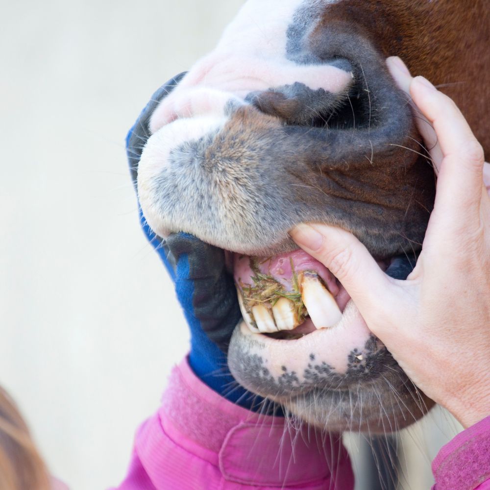 a vet's hand touching a horse's teeth