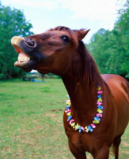 a horse with a necklace
